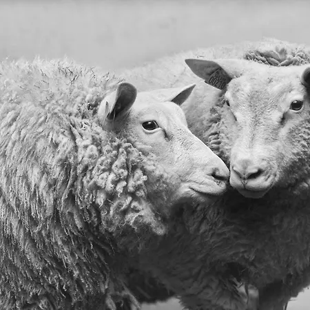 Des Moutons Farm stay Sainte-Marie-du-Mont (Manche)