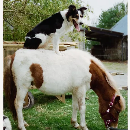 Des Moutons * 圣玛丽-迪蒙