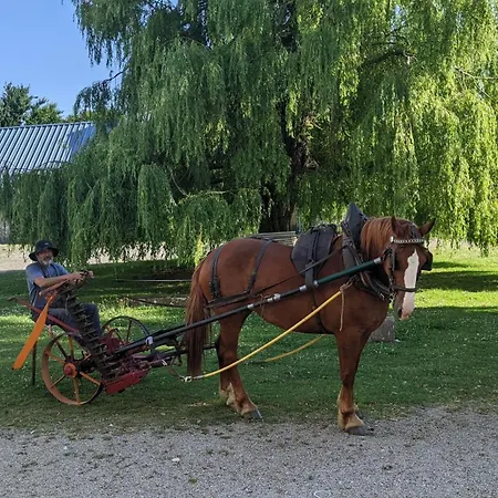 Des Moutons * 圣玛丽-迪蒙