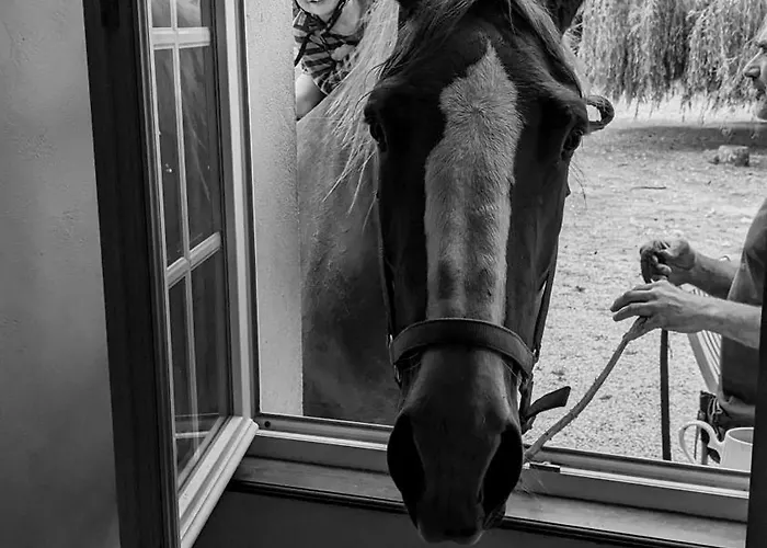 Des Moutons * Sainte-Marie-du-Mont (Manche)
