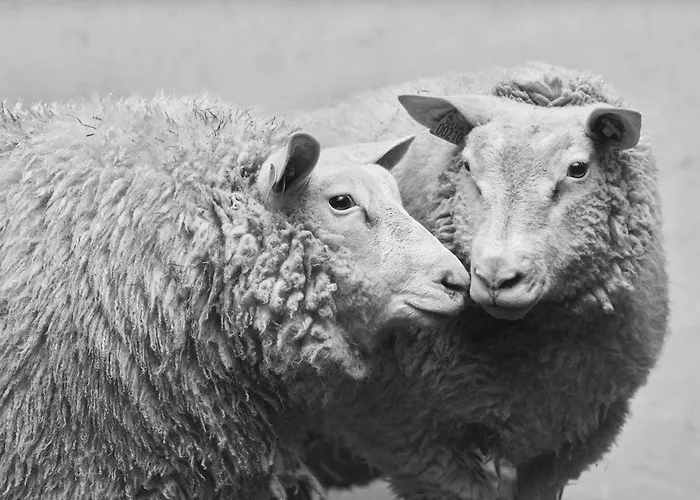 Des Moutons Farm stay Sainte-Marie-du-Mont (Manche)